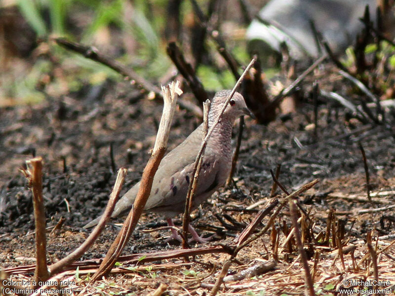 Common Ground Dove