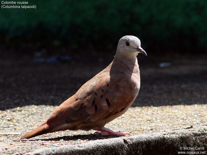 Ruddy Ground Dove