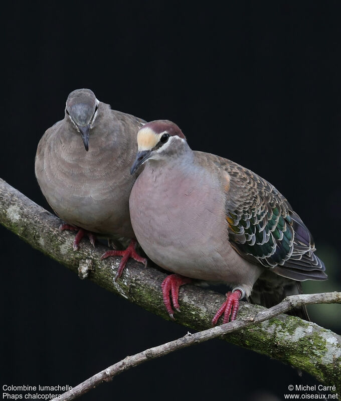 Common Bronzewingadult