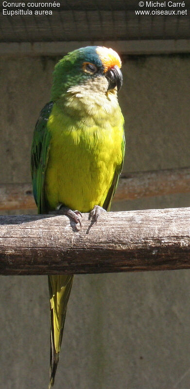 Peach-fronted Parakeet