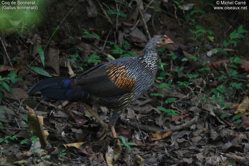 Coq de Sonnerat femelle adulte