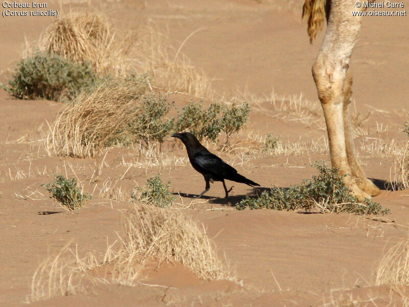 Brown-necked Raven