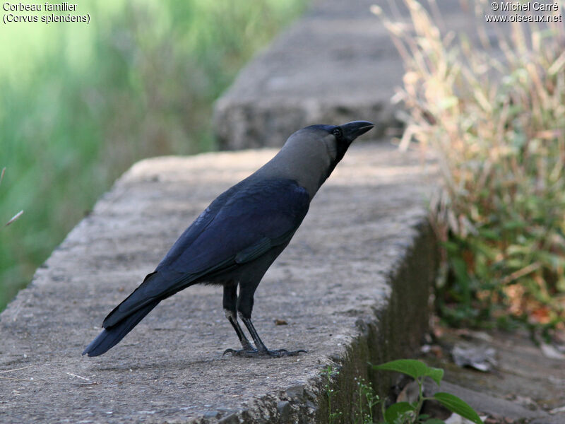 Corbeau familier