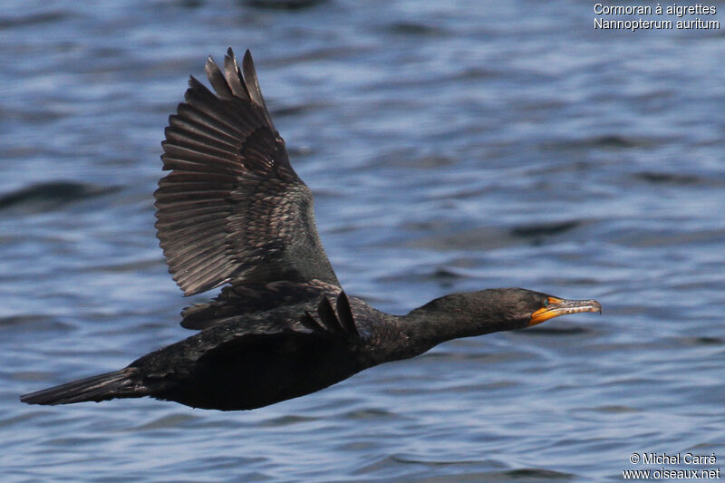 Cormoran à aigrettesadulte, Vol