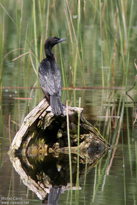 Pygmy Cormorantadult breeding, pigmentation