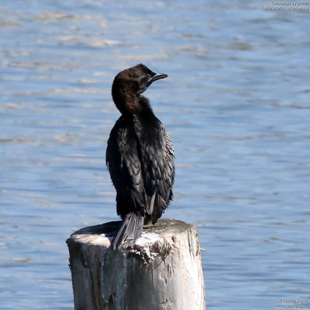 Cormoran pygméeadulte nuptial