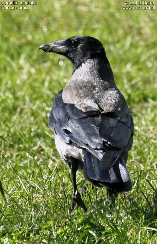 Hooded Crowadult