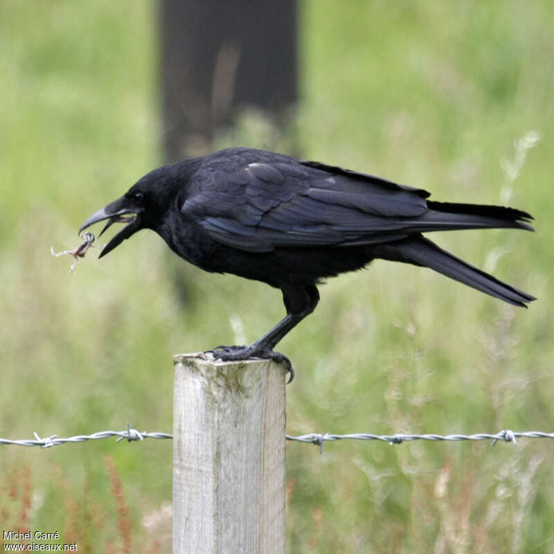 Corneille noire, régime