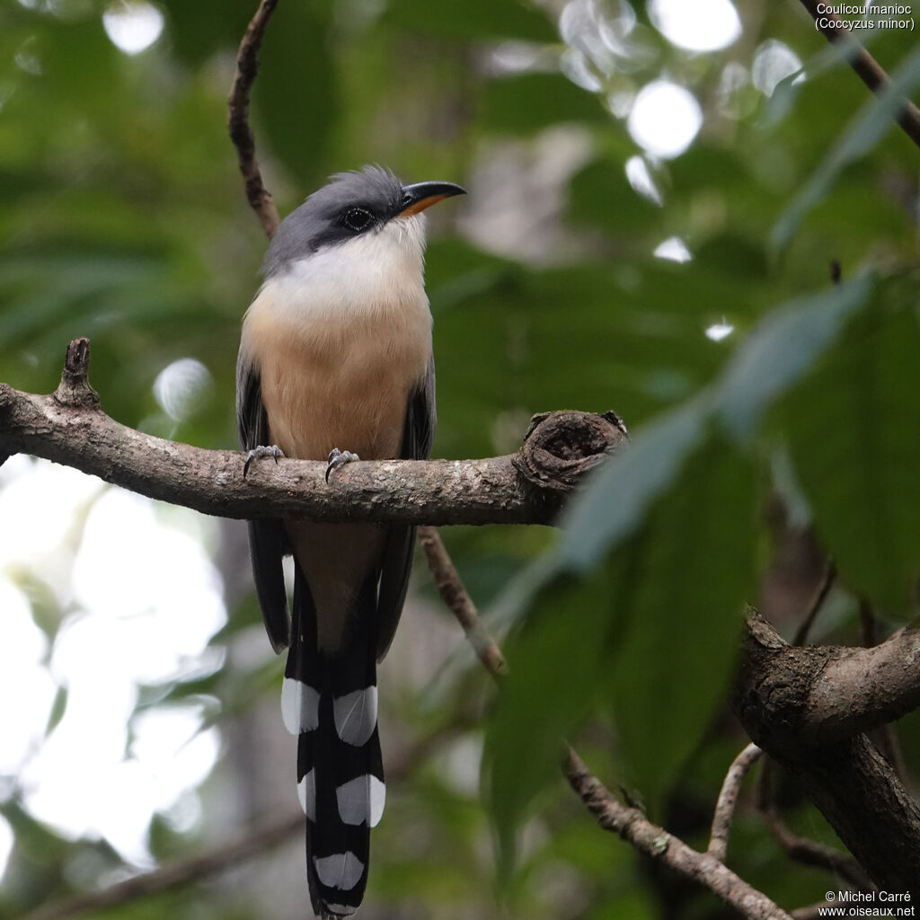 Coulicou maniocadulte, identification