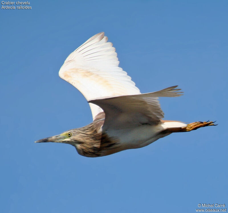 Squacco Heronadult, Flight