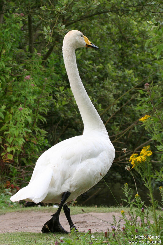 Cygne chanteur