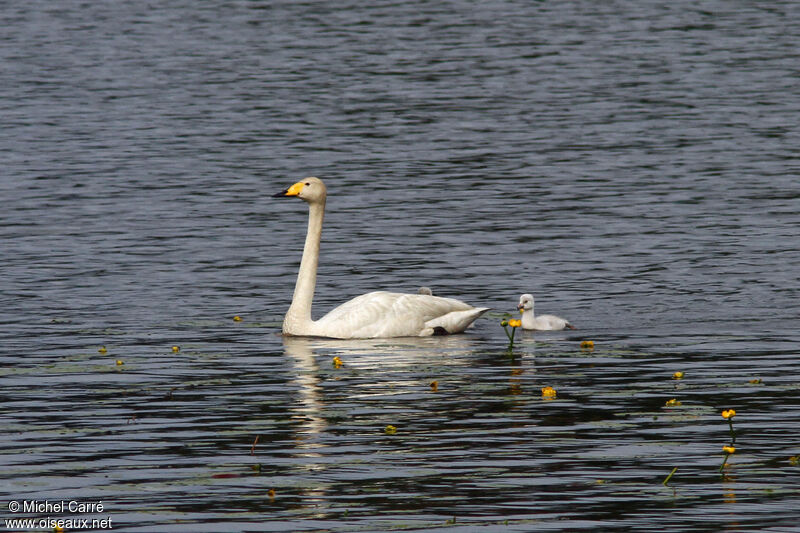 Whooper Swan