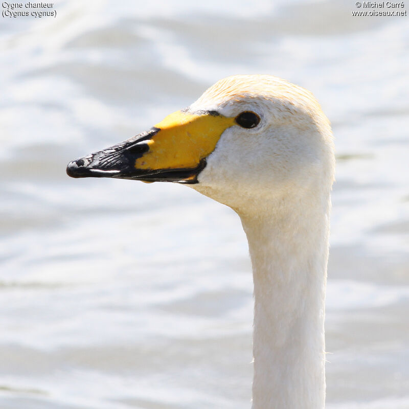 Whooper Swan