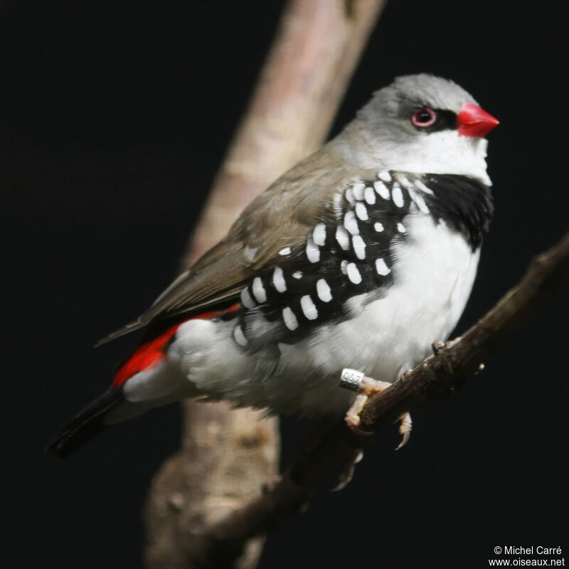 Diamond Firetail