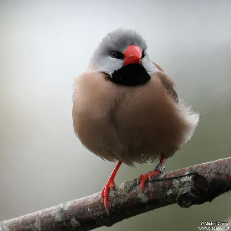 Long-tailed Finchadult