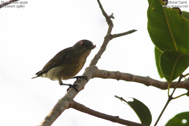 Thick-billed Flowerpecker