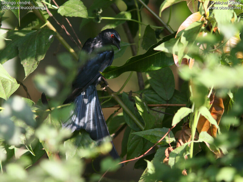 Drongo cendré