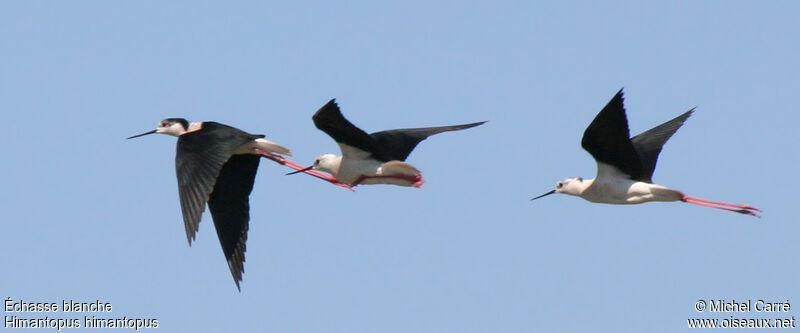 Black-winged Stilt, Flight, Behaviour