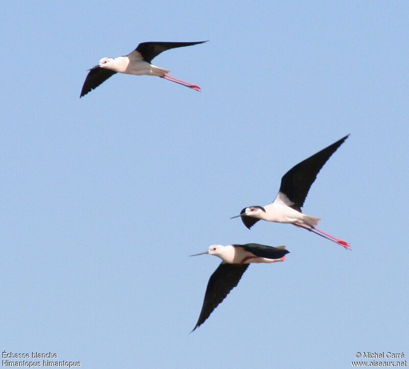 Black-winged Stilt, Flight, Behaviour