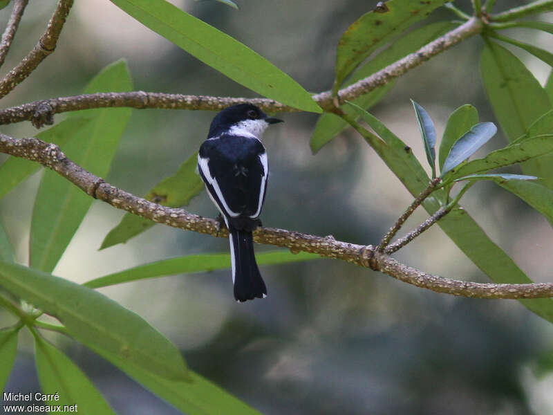 Bar-winged Flycatcher-shrike