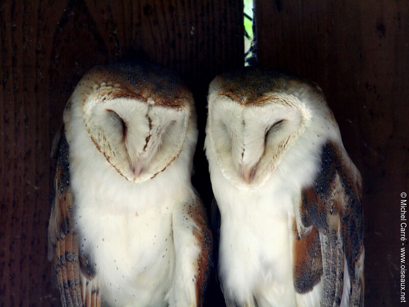 Western Barn Owl