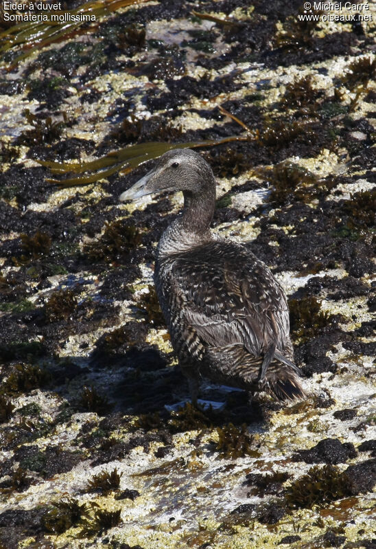 Eider à duvet femelle adulte nuptial