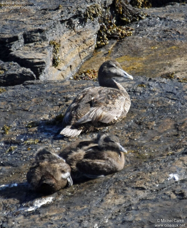 Common Eider female adult