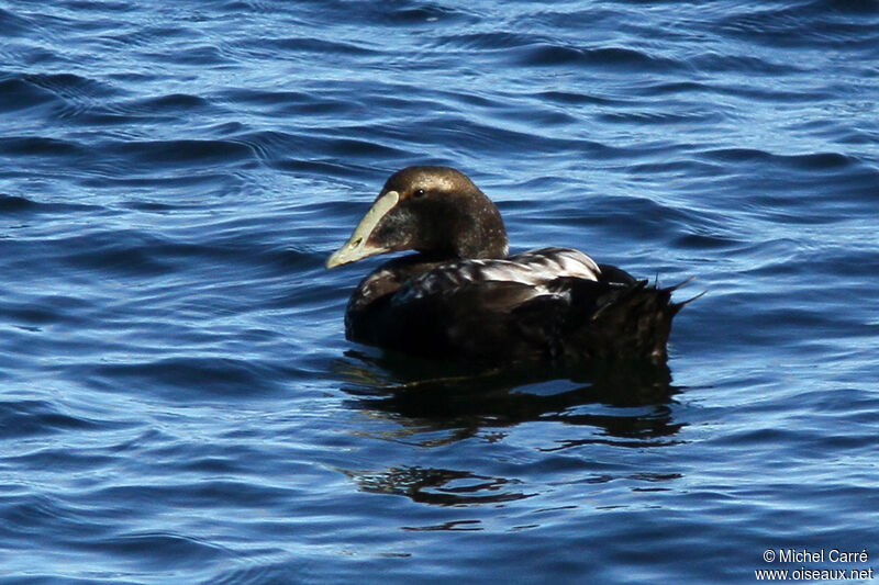 Eider à duvet mâle adulte internuptial