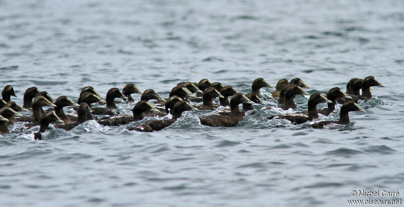 Eider à duvet mâle