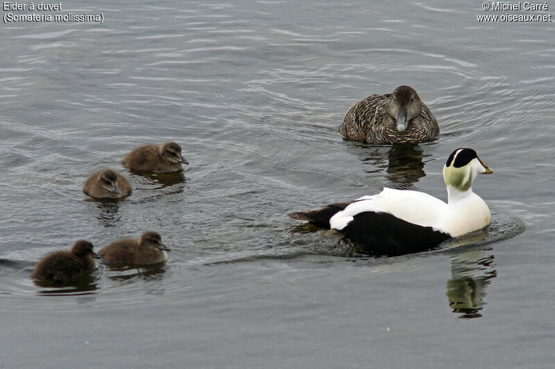 Common Eider