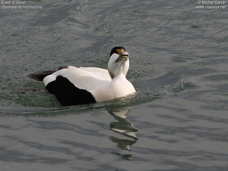 Common Eider male adult breeding