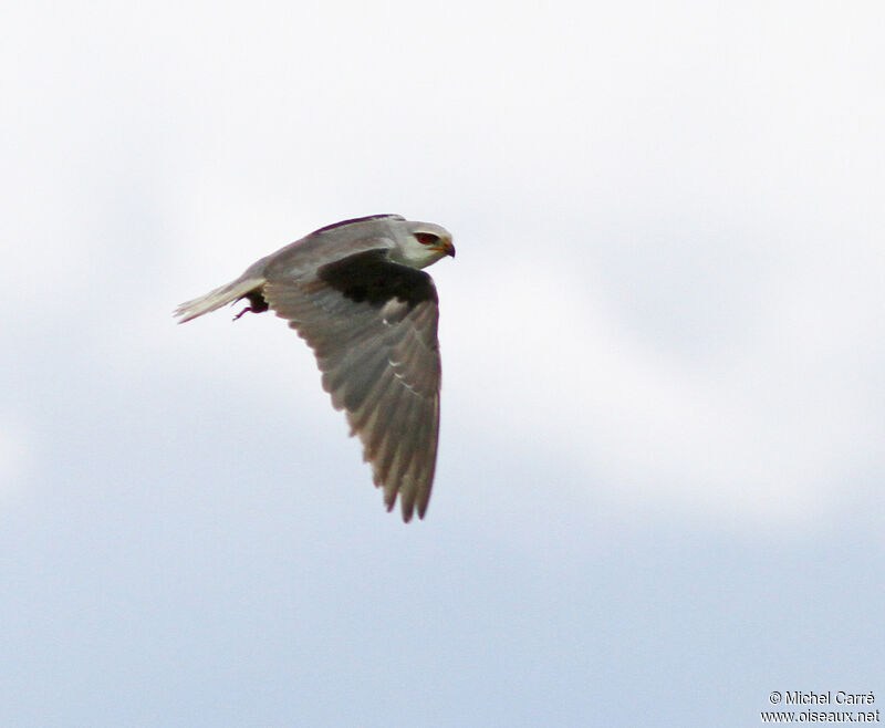 Black-winged Kiteadult, Flight