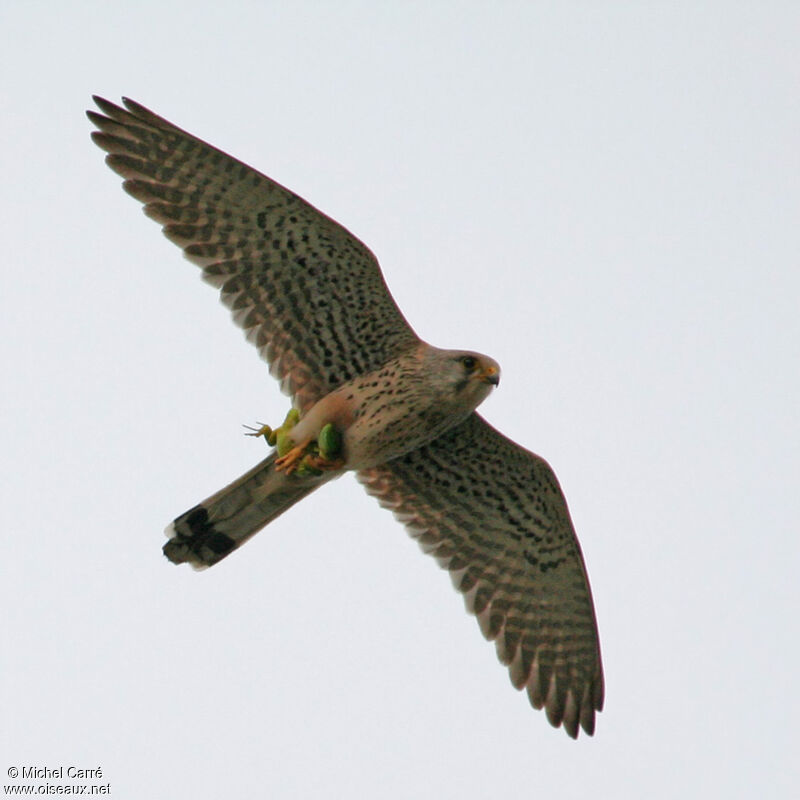 Common Kestrel male adult, Behaviour