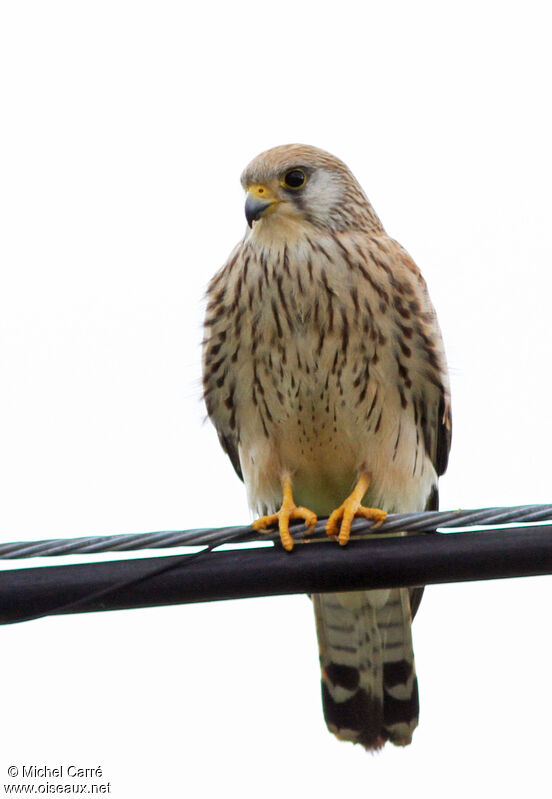 Lesser Kestrel female adult