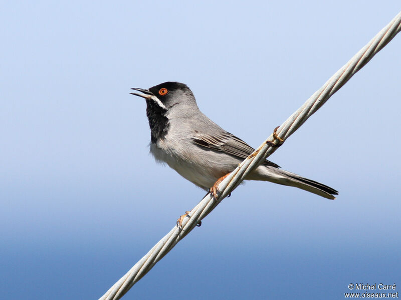 Rüppell's Warbler male adult breeding, song