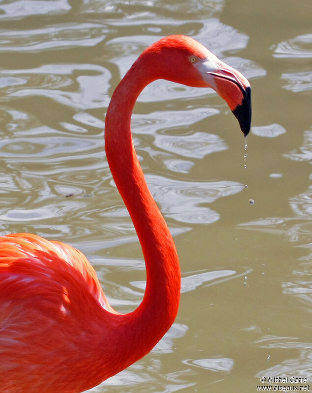 American Flamingoadult