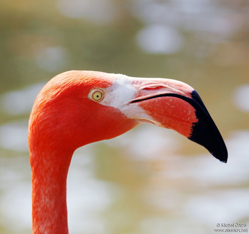 Flamant des Caraïbes