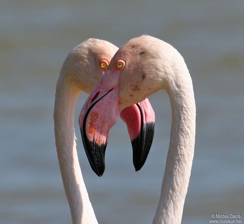 Flamant rose