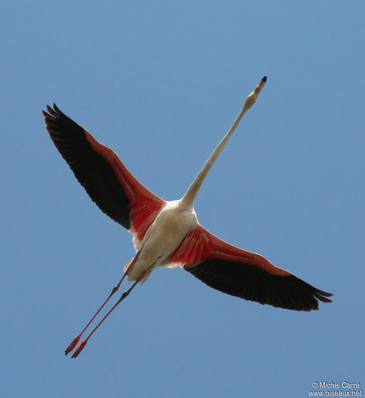 Greater Flamingo