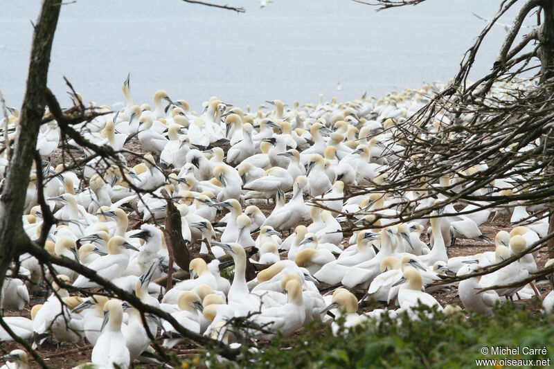 Northern Gannet