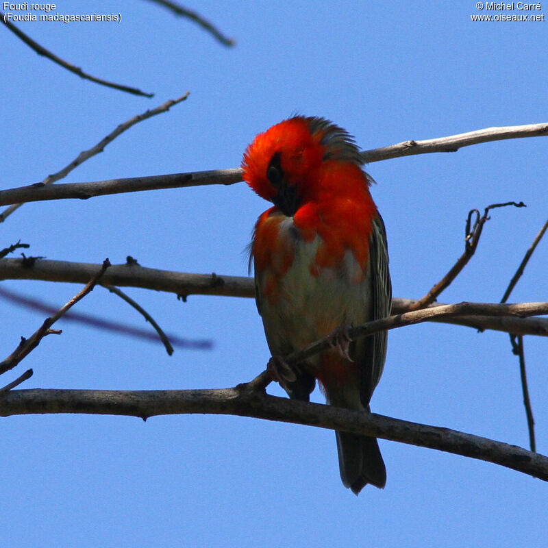 Red Fody male