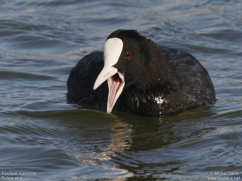 Eurasian Cootadult, Behaviour