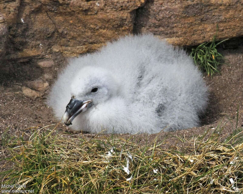 Fulmar boréalPoussin, identification