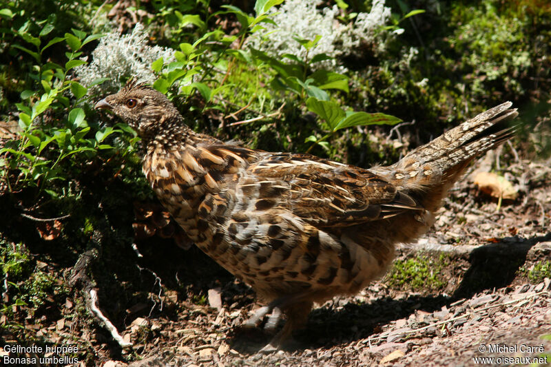 Ruffed Grouse