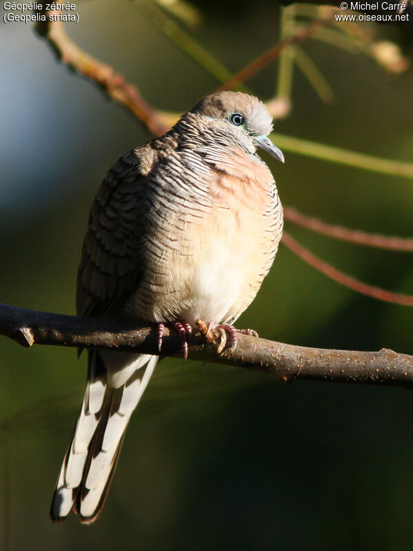 Zebra Dove