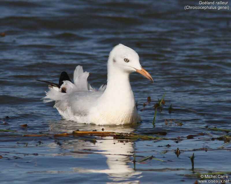 Slender-billed Gullsubadult