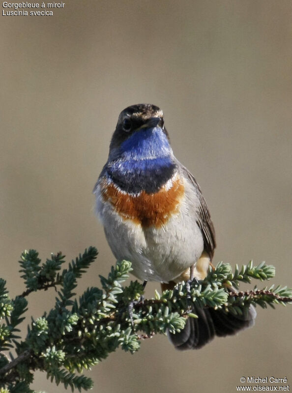 Bluethroat male adult breeding