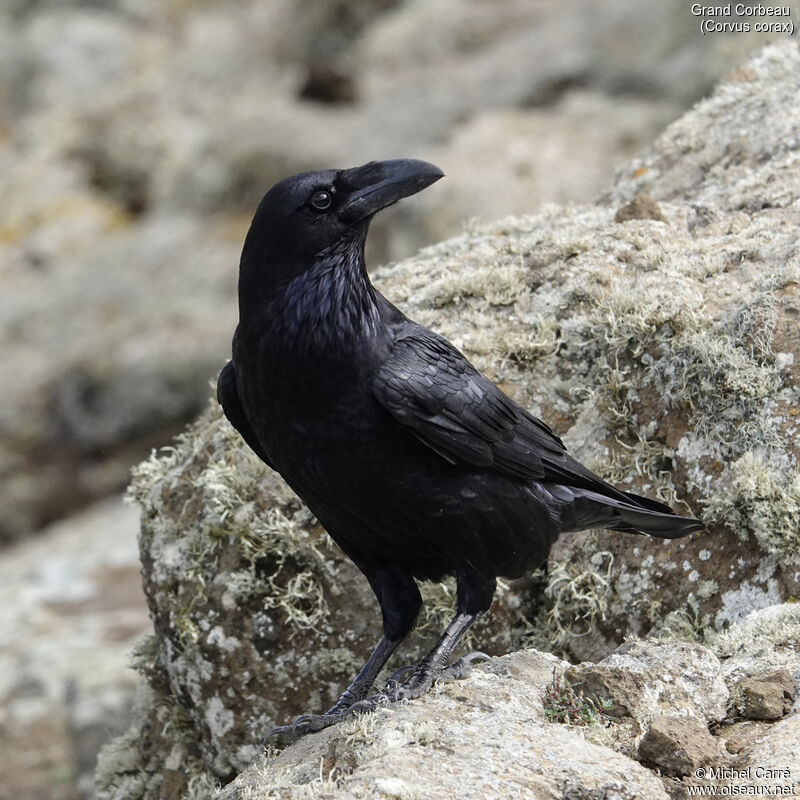 Northern Ravenadult