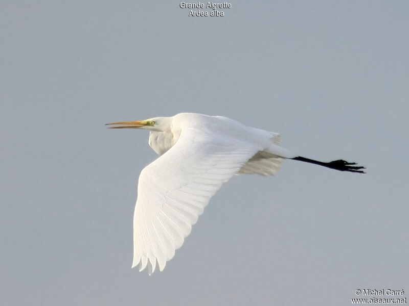 Great Egretadult, Flight