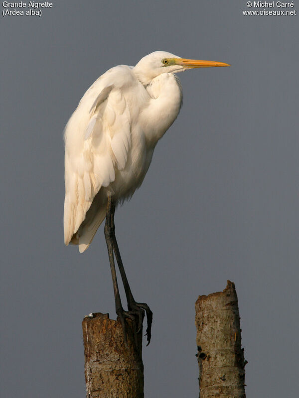 Grande Aigrette, identification, portrait